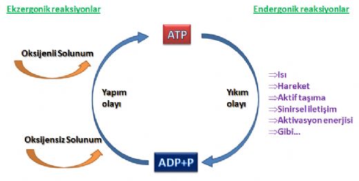 Atp Molekl