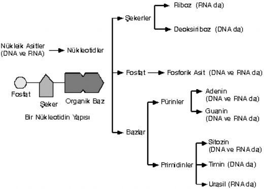 Ynetici Molekller